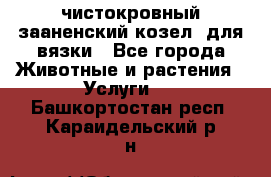 чистокровный зааненский козел  для вязки - Все города Животные и растения » Услуги   . Башкортостан респ.,Караидельский р-н